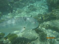 Caranx ignobilis
