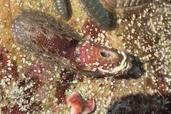 Amblychilepas oblonga