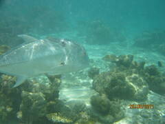 Caranx ignobilis