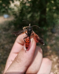 Elaphroptera