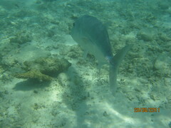 Caranx ignobilis