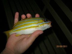 Lutjanus bengalensis