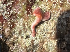 Allostichaster polyplax