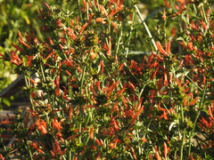 Dicliptera squarrosa