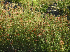 Dicliptera squarrosa