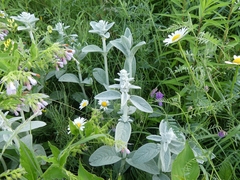 Stachys byzantina