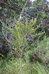 Aspalathus dahlgrenii