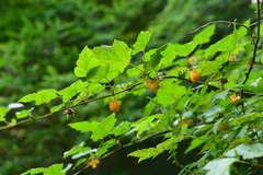 Rubus taitoensis