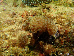 Fimbriaphyllia paraancora
