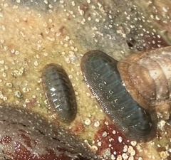 Ischnochiton australis