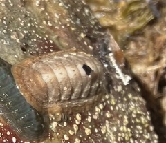 Ischnochiton cariosus