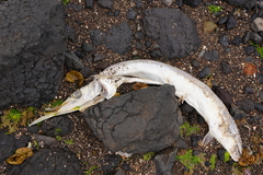 Tylosurus crocodilus