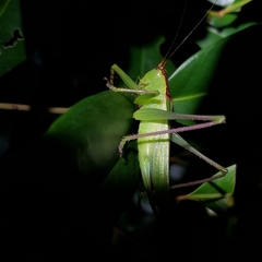 Hexacentrus mundurra