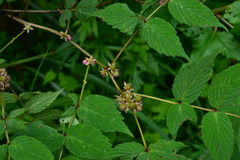 Rubus inopertus