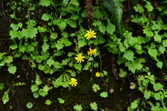 Lapsanastrum takasei