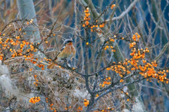 Phoenicurus erythronotus