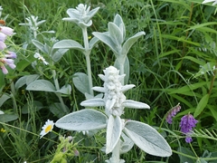 Stachys byzantina