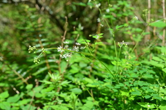 Thalictrum javanicum