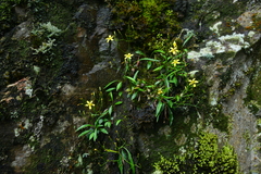 Ixeridium transnokoense