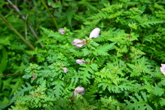 Pedicularis ikomai