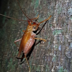 Gryllacrididae