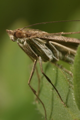 Nomophila noctuella