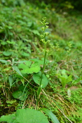 Platanthera devolii