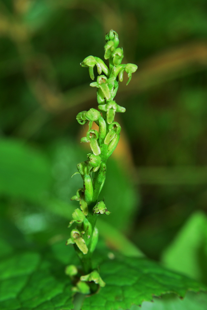 Platanthera taiwanensis