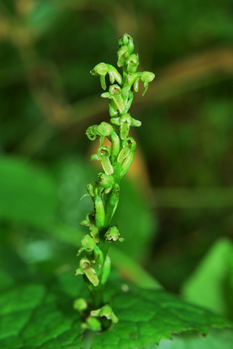 Platanthera taiwanensis