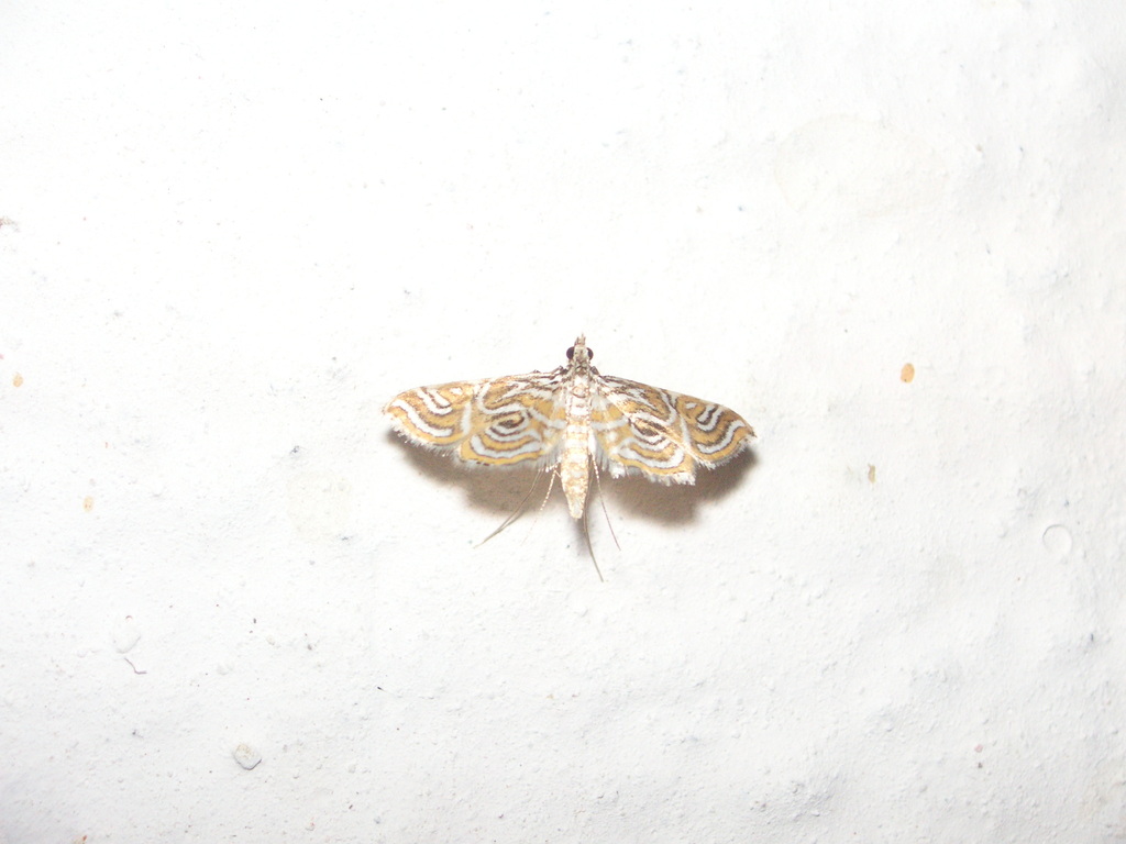 Aulacodes adiantealis