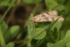 Nomophila noctuella