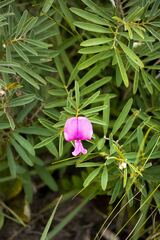 Tephrosia bachmannii