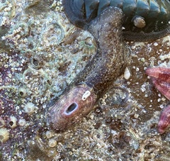 Amblychilepas oblonga