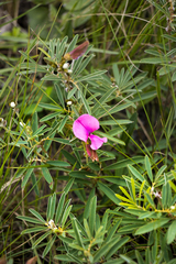 Tephrosia bachmannii