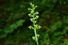 Platanthera devolii