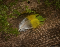 Psittaculidae