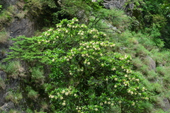Hydrangea integrifolia