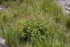 Tephrosia bachmannii