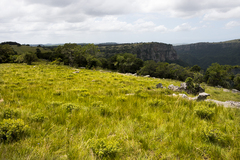 Tephrosia bachmannii