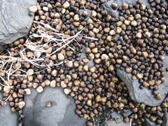 Littorina mandshurica