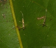 Acrocercops pyrigenes