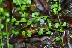 Ranunculus cheirophyllus