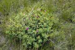 Tephrosia bachmannii