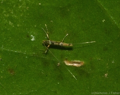 Acrocercops pyrigenes