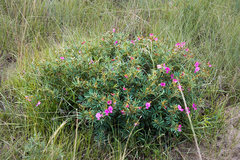 Tephrosia bachmannii