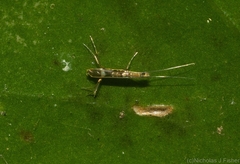 Acrocercops pyrigenes