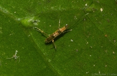 Acrocercops pyrigenes