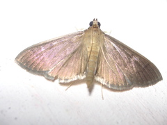 Phostria