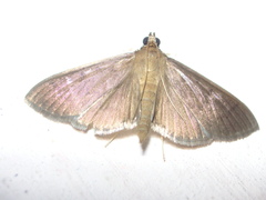 Phostria