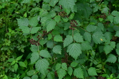 Rubus mesogaeus